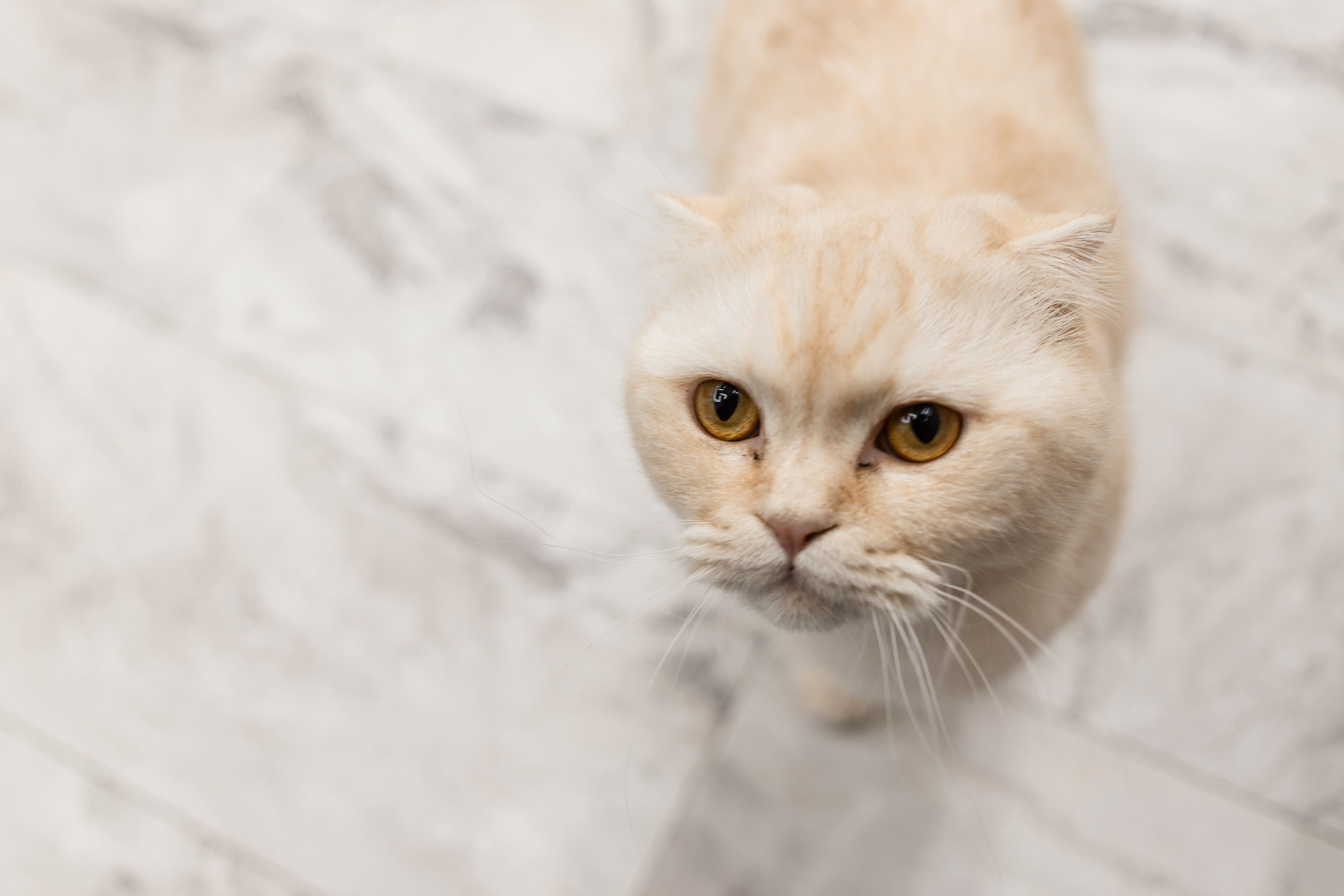 Кот на ламинате Stone Floor